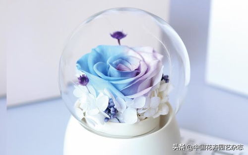 玩轉(zhuǎn)時(shí)尚元素 比拼精巧創(chuàng)意——禮品花卉銷售新趨勢(shì)