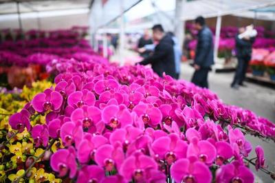 綻放世界之巔 我國(guó)成為世界最大花卉生產(chǎn)國(guó)，禮品花卉銷售迎來新機(jī)遇